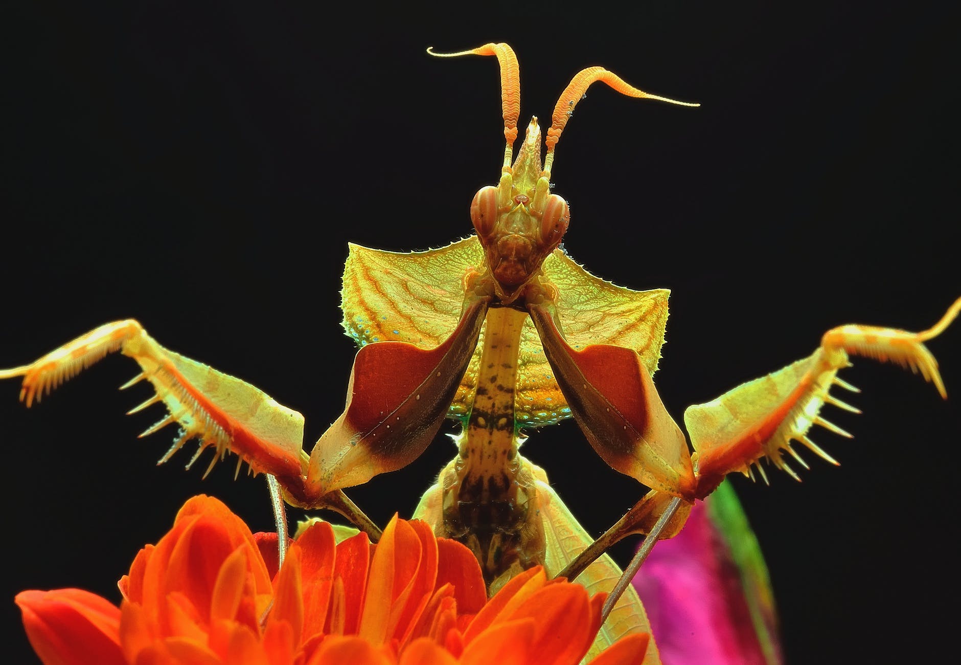flowers macro praying mantis insect